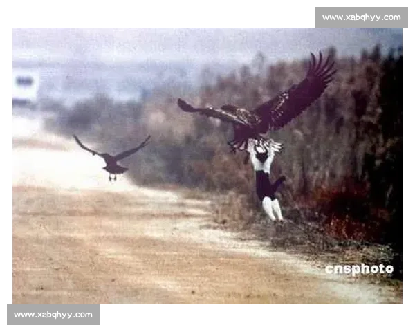 山林霸权之争猫与鹰的生死对决揭示残酷自然法则深层生态逻辑